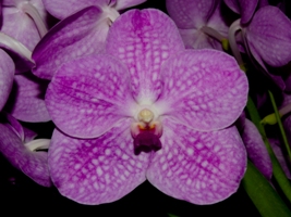 Vanda Somsri Pink Diamond Feurbach HCC 75 pts